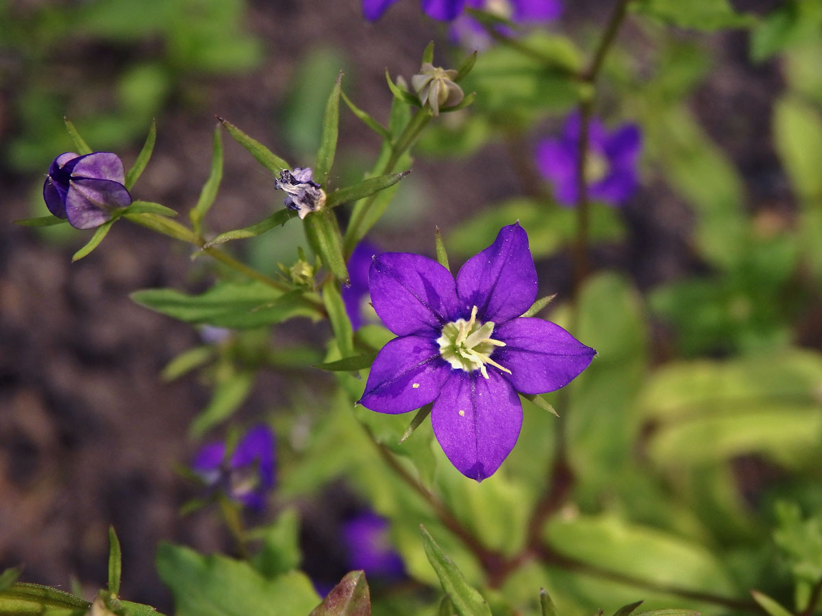 Zrcadlovka Venušina (Legousia speculum-veneris (L.) Chaix)