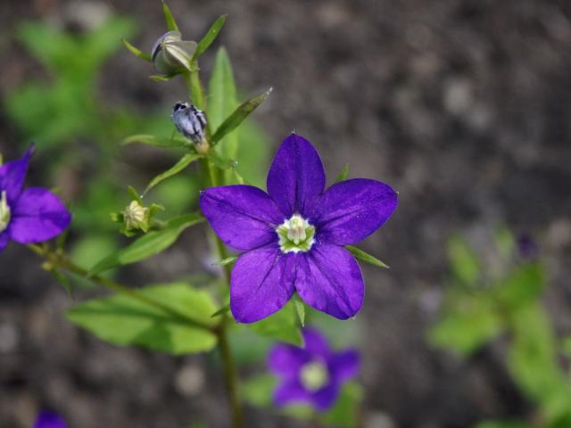 Zrcadlovka Venušina (Legousia speculum-veneris (L.) Chaix)