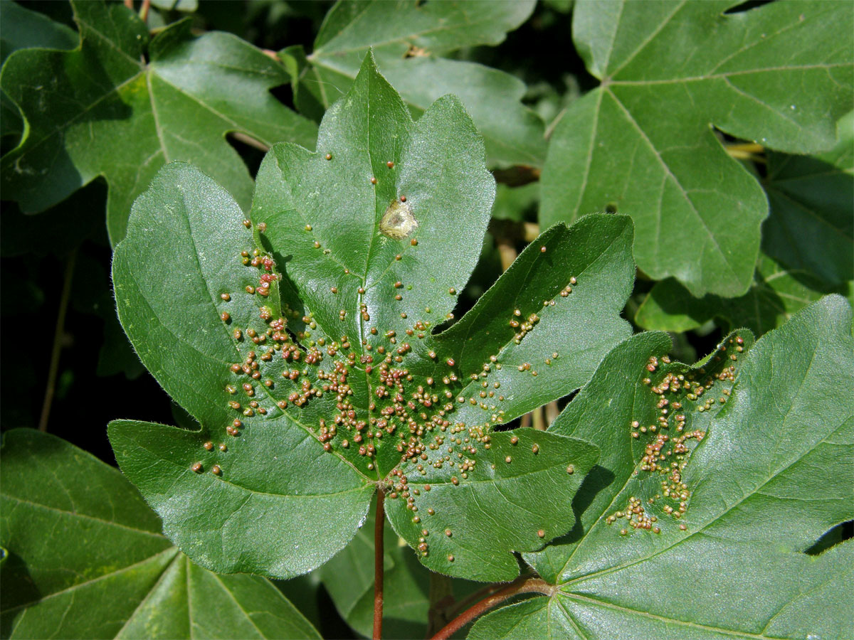 Hálky vlnovníka javorožravého (Aceria macrochela); javor babyka