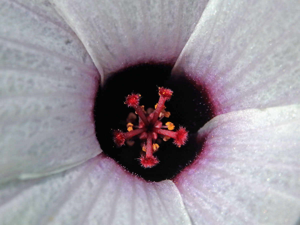 Ibišek súdánský (Hibiscus sabdarifa L.)