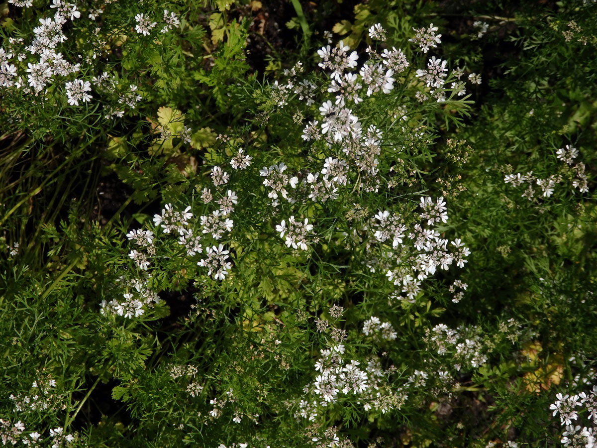 Koriandr setý (Coriandrum sativum L.)