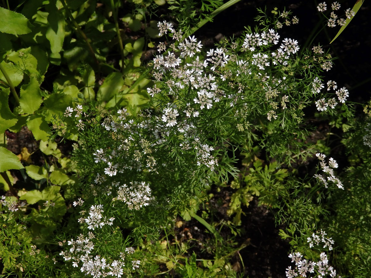 Koriandr setý (Coriandrum sativum L.)