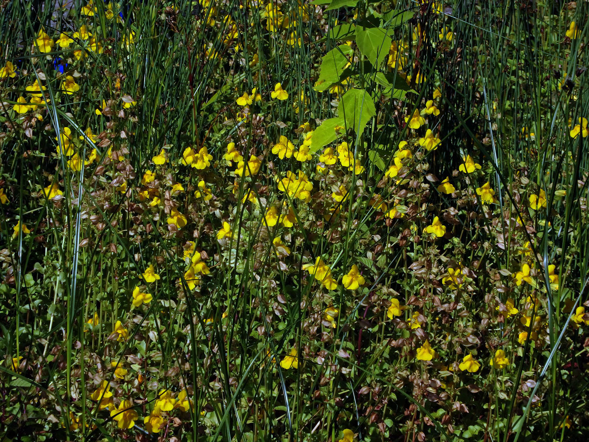 Kejklířka skvrnitá (Mimulus guttatus DC.)