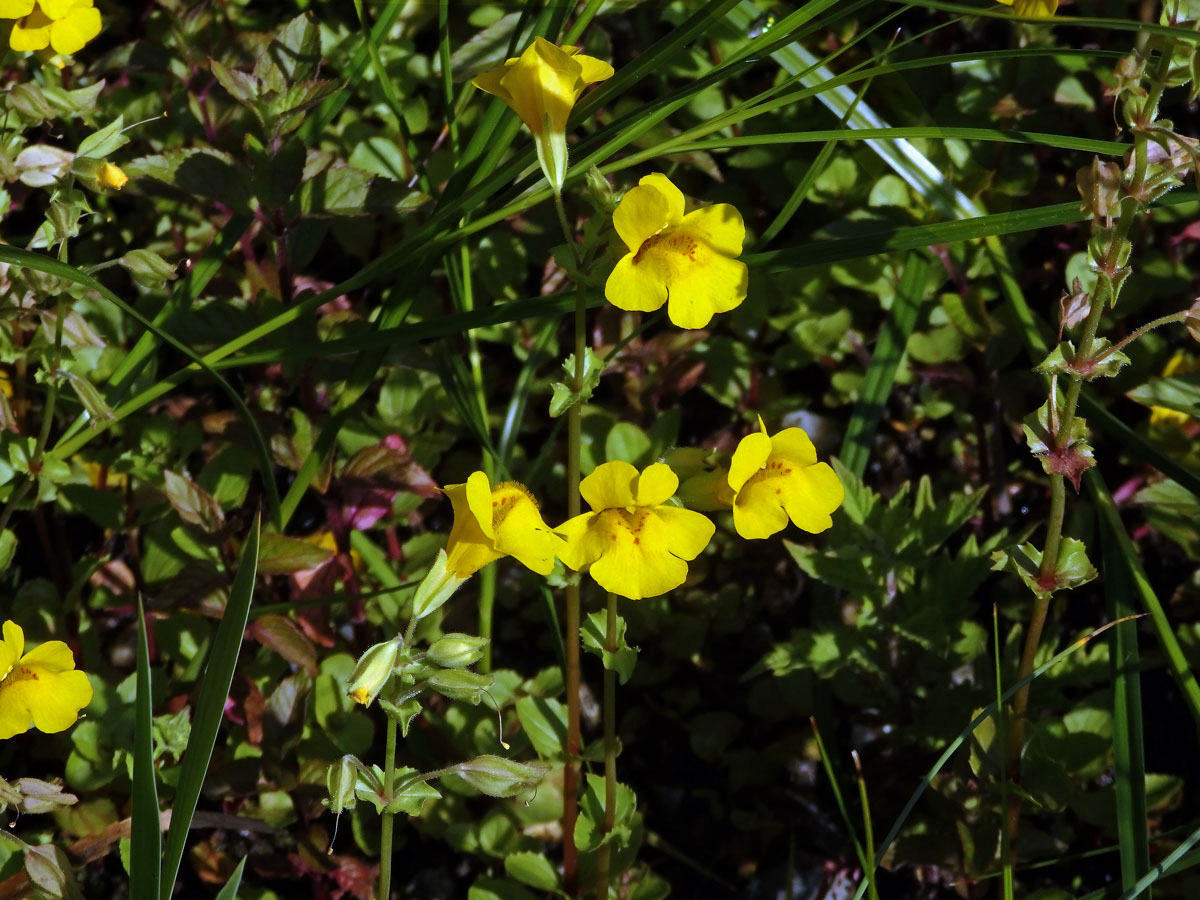 Kejklířka skvrnitá (Mimulus guttatus DC.)