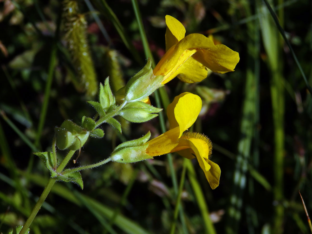 Kejklířka skvrnitá (Mimulus guttatus DC.)