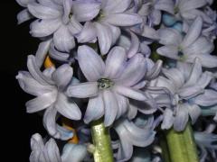 Hyacint východní (Hyacinthus orientalis L.), osmičetný květ (1a)