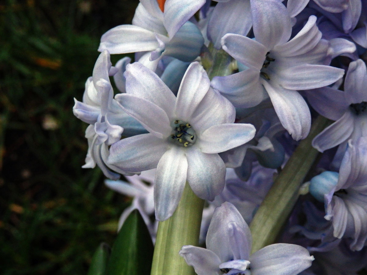 Hyacint východní (Hyacinthus orientalis L.), osmičetný květ (1b)