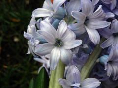 Hyacint východní (Hyacinthus orientalis L.), osmičetný květ (1b)