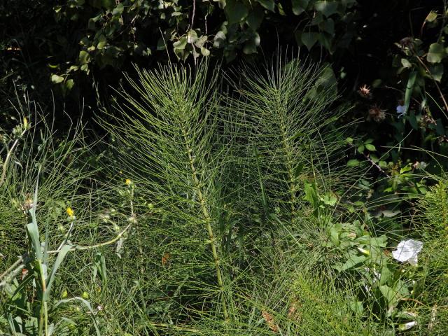 Přeslička největší (Equisetum telmateria Ehrh.)