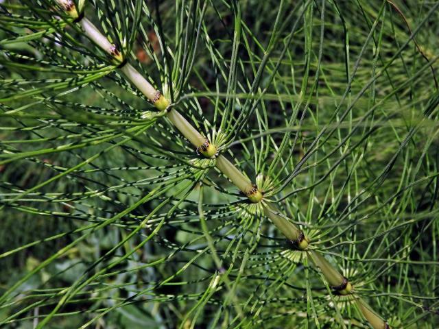 Přeslička největší (Equisetum telmateria Ehrh.)