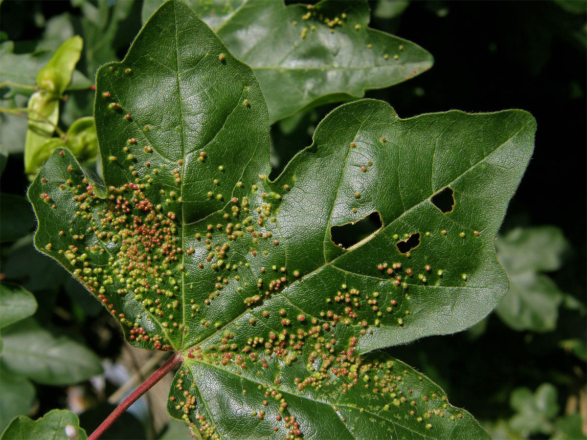 Hálky vlnovníka javorožravého (Aceria macrochela); javor babyka