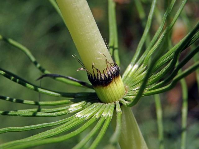 Přeslička největší (Equisetum telmateria Ehrh.)