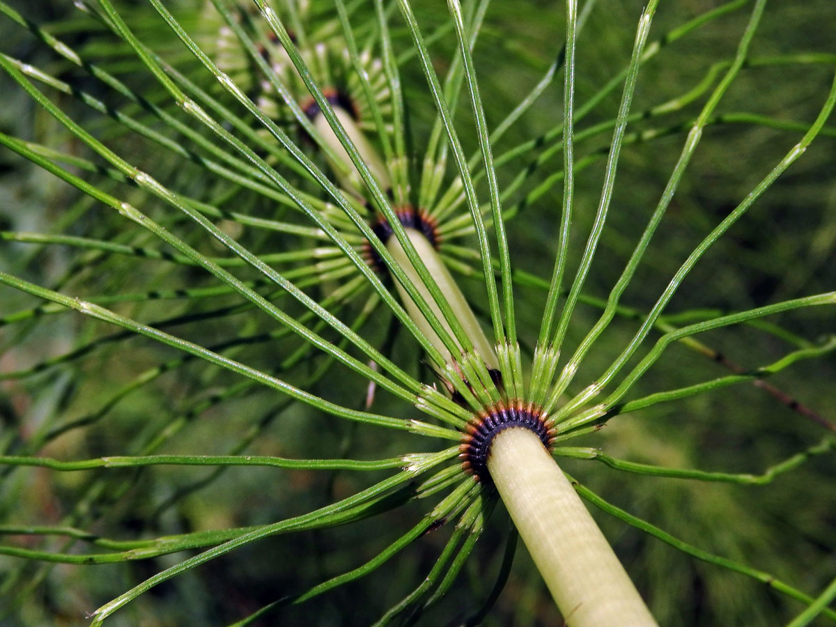 Přeslička největší (Equisetum telmateria Ehrh.)