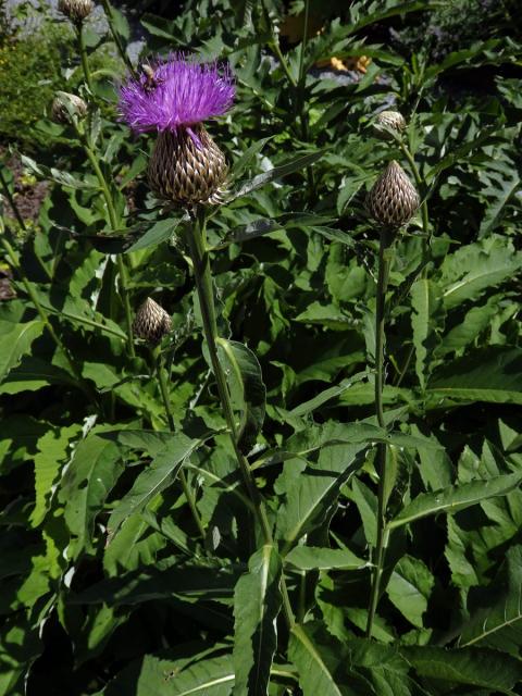 Parcha saflorovitá (Rhaponticum carthamoides (Willd.) Iljin)