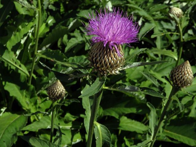 Parcha saflorovitá (Rhaponticum carthamoides (Willd.) Iljin)