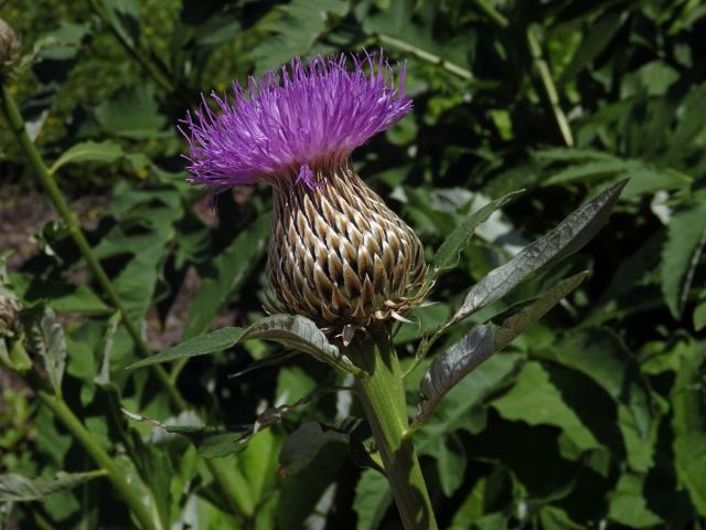 Parcha saflorovitá (Rhaponticum carthamoides (Willd.) Iljin)