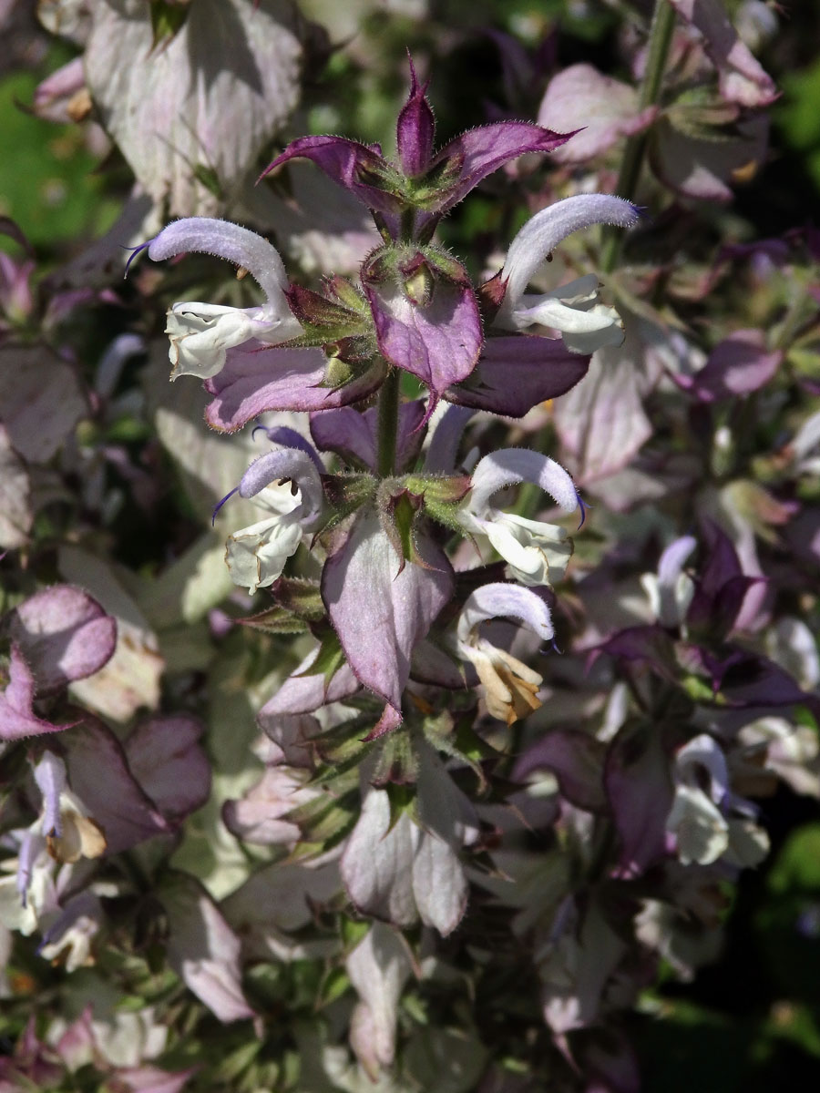 Šalvěj muškátová (Salvia sclarea L.)