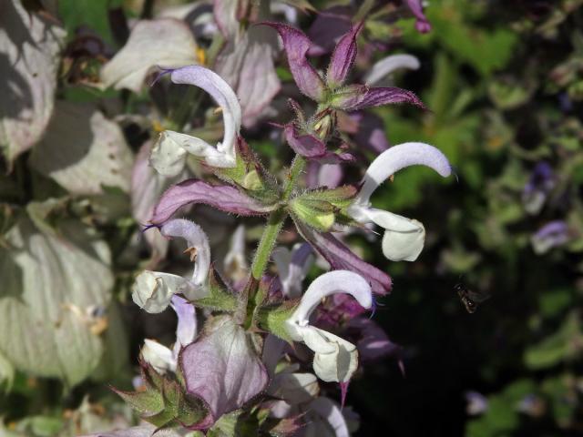 Šalvěj muškátová (Salvia sclarea L.)