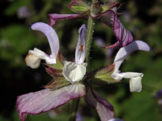 Šalvěj muškátová (Salvia sclarea L.)