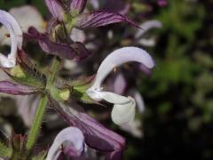 Šalvěj muškátová (Salvia sclarea L.)