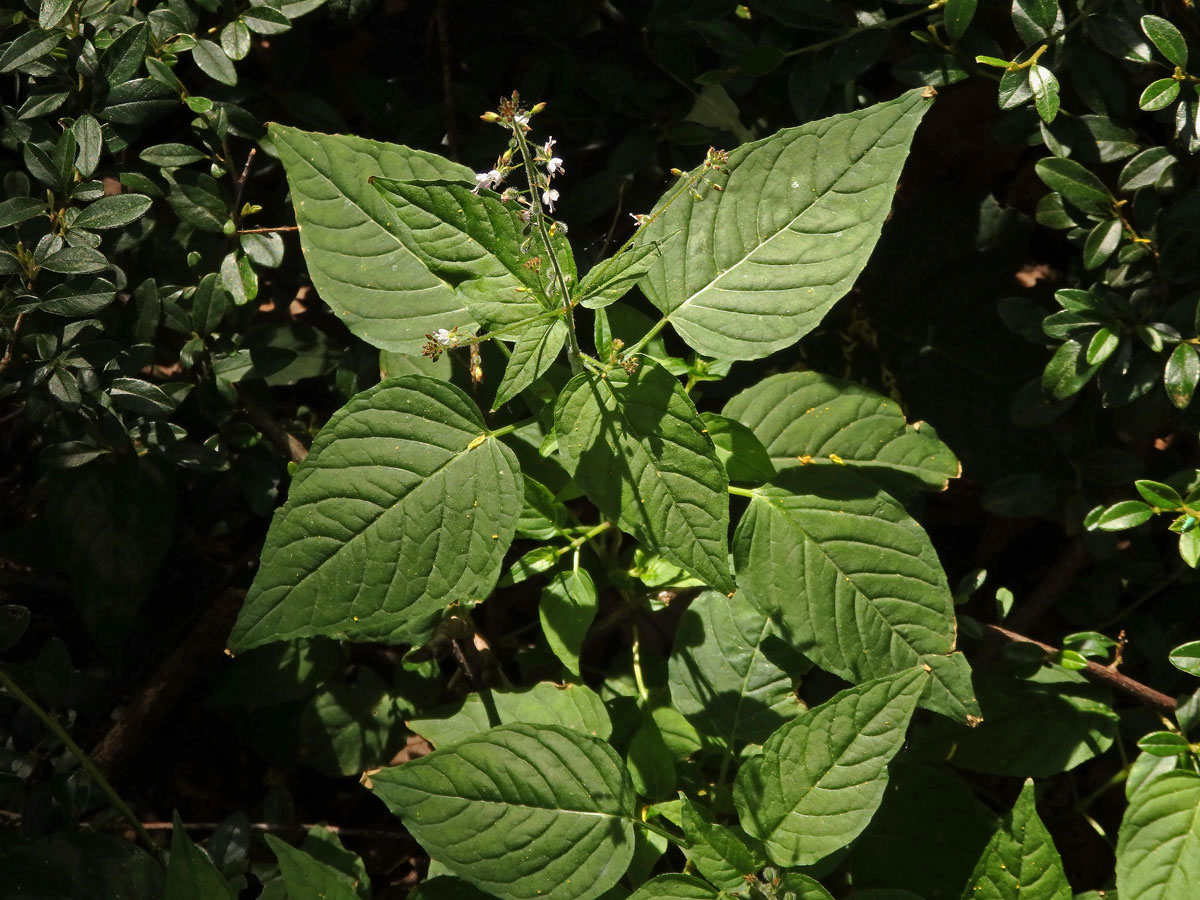 Čarovník pařížský (Circaea lutetiana L.)