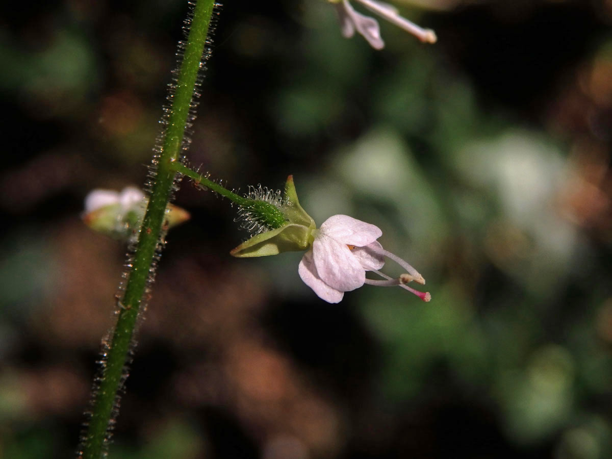 Čarovník pařížský (Circaea lutetiana L.)