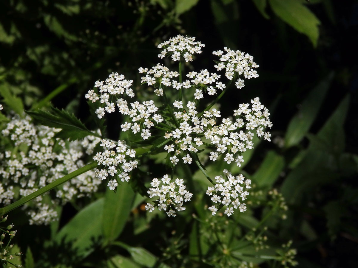 Sevlák potoční (Sium latifolium L.)