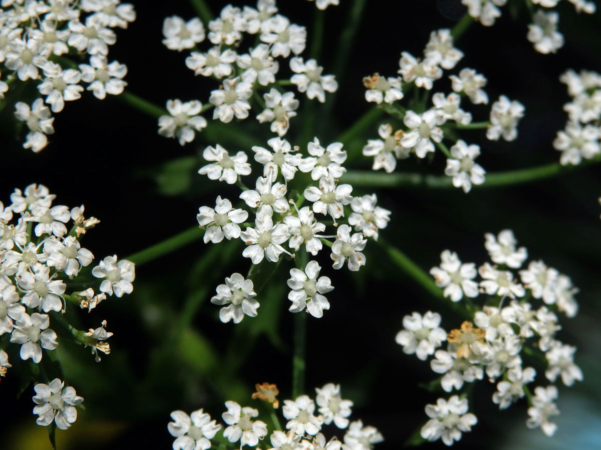 Sevlák potoční (Sium latifolium L.)