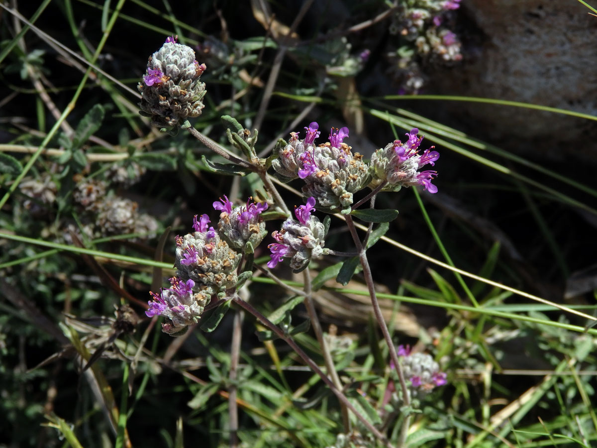 Ožanka (Teucrium capitatum subsp. majoricum Kopfiger Gamander)