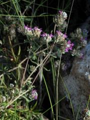 Ožanka (Teucrium capitatum subsp. majoricum Kopfiger Gamander)