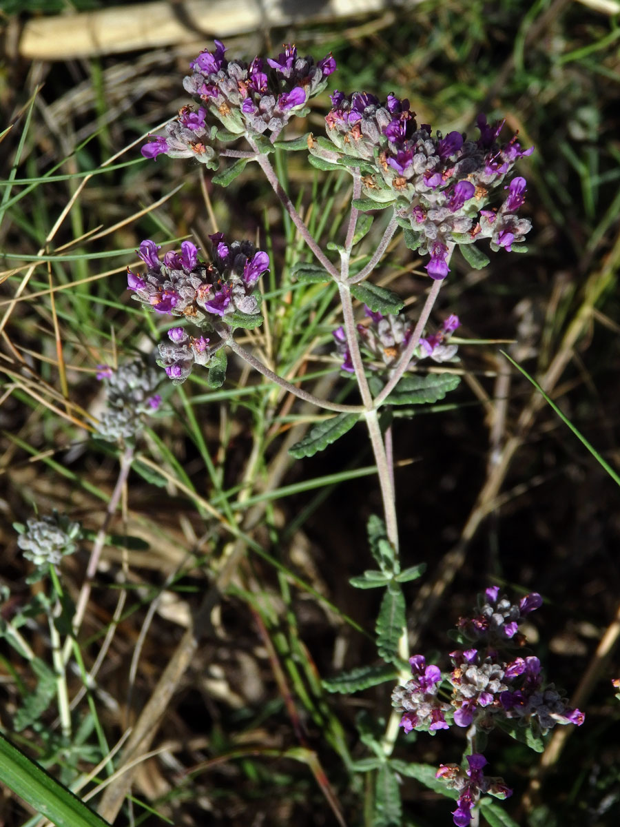 Ožanka (Teucrium capitatum subsp. majoricum Kopfiger Gamander)