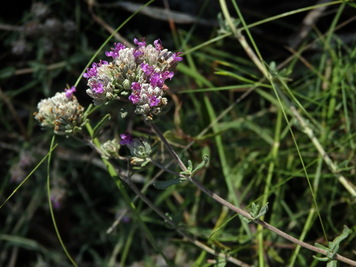 Ožanka (Teucrium capitatum subsp. majoricum Kopfiger Gamander)