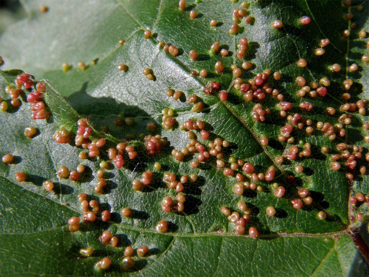 Hálky vlnovníka javorožravého (Aceria macrochela); javor babyka