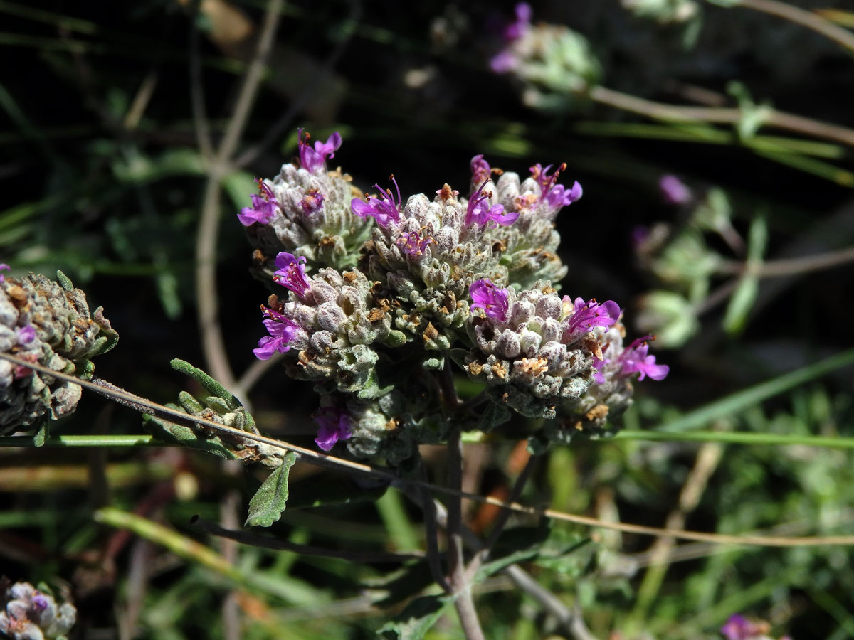 Ožanka (Teucrium capitatum subsp. majoricum Kopfiger Gamander)