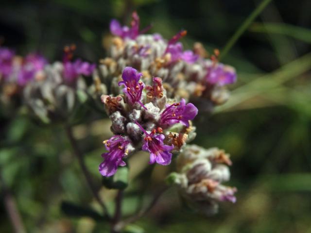 Ožanka (Teucrium capitatum subsp. majoricum Kopfiger Gamander)