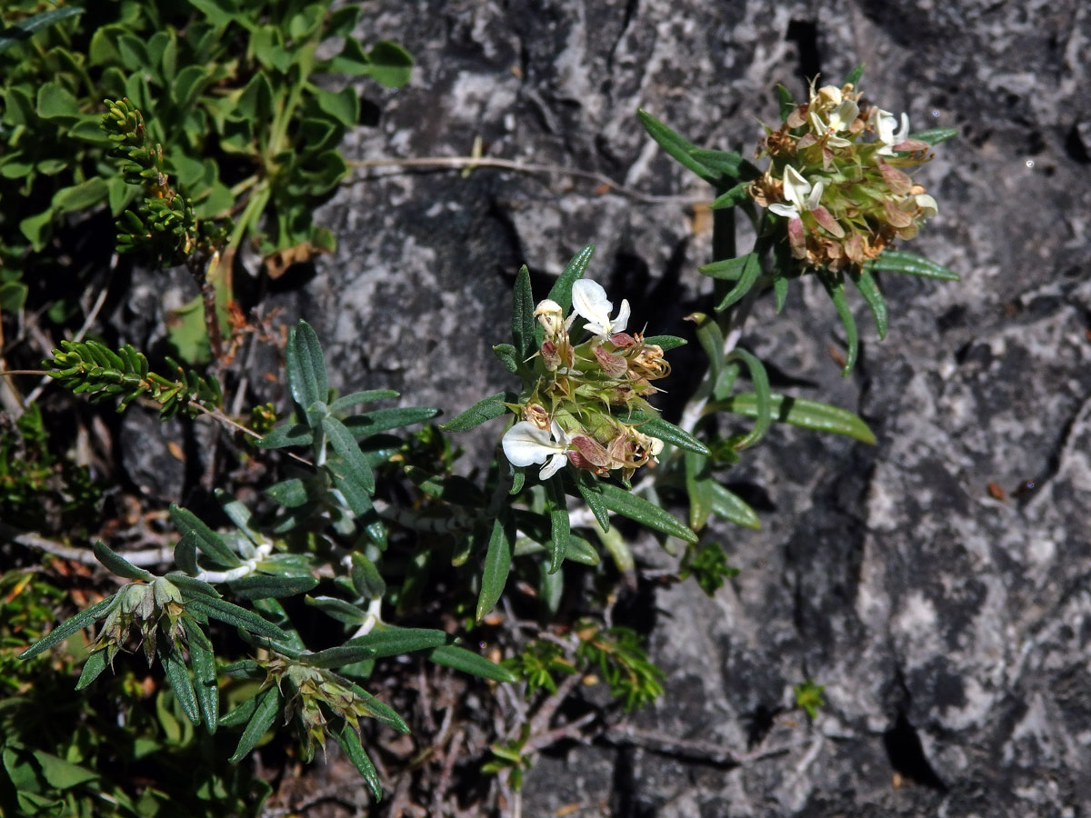 Ožanka chlumní (Teucrium montanum L.)