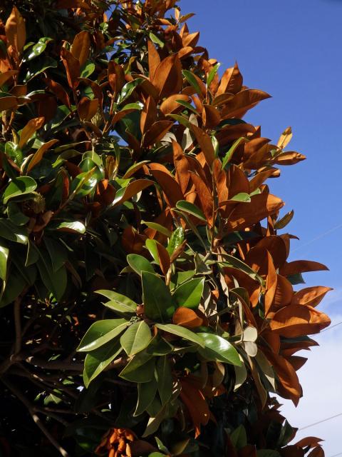 Šácholan velkokvětý (Magnolia grandiflora L.)