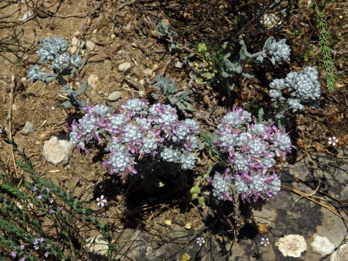 Ožanka (Teucrium capitatum L. subsp. capitatum)