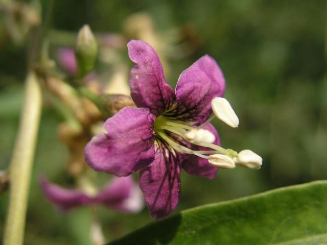 Kustovnice cizí (Lycium barbarum L.)