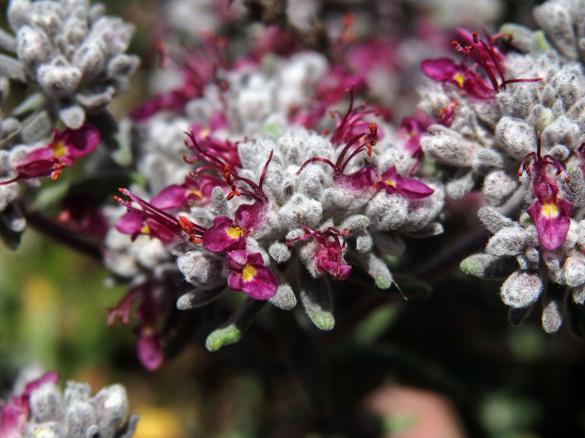 Ožanka (Teucrium capitatum L. subsp. capitatum)