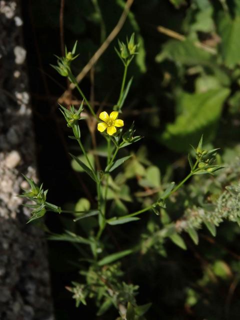 Len trojblizný (Linum trigynum L.)