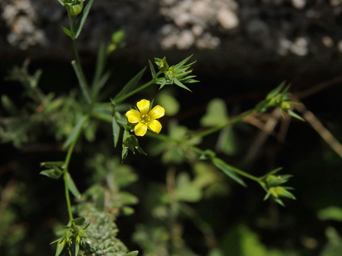 Len trojblizný (Linum trigynum L.)