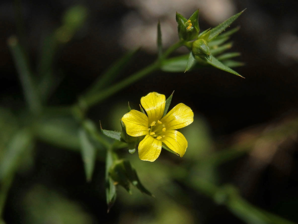 Len trojblizný (Linum trigynum L.)