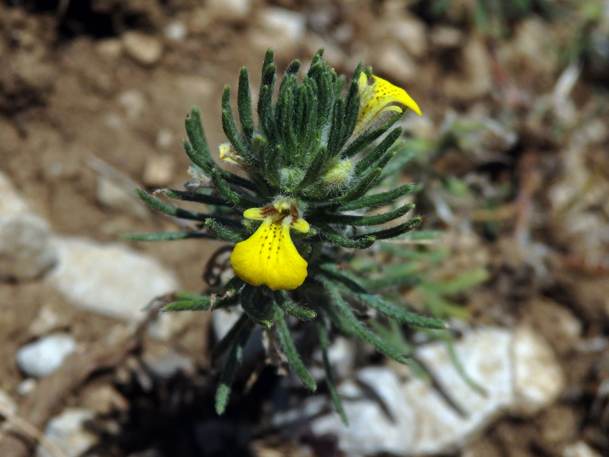 Zběhovec trojklaný (Ajuga chamaepitys (L.) Schreber)