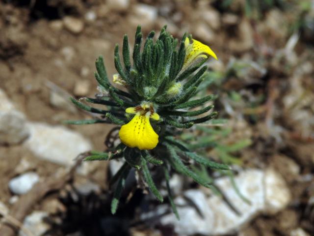 Zběhovec trojklaný (Ajuga chamaepitys (L.) Schreber)