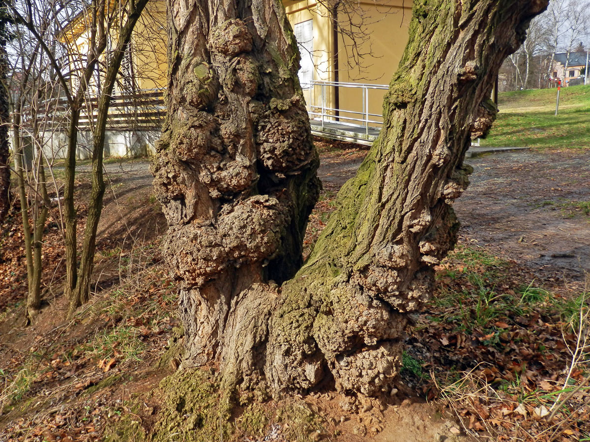 Tumor na akátu (Robinia pseudoacacia L.) (21a)