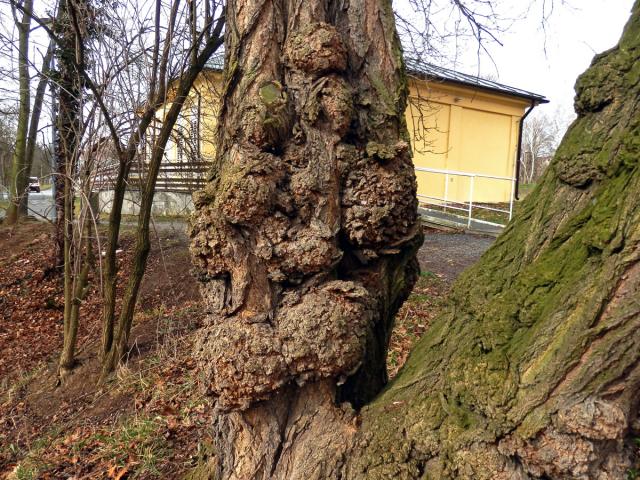 Tumor na akátu (Robinia pseudoacacia L.) (21b)