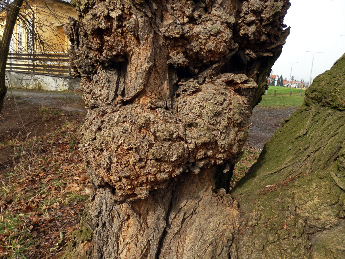 Tumor na akátu (Robinia pseudoacacia L.) (21c)