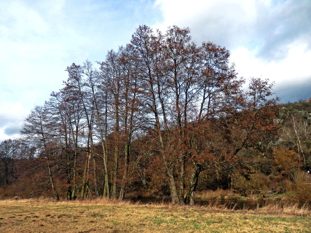 Olše lepkavá (Alnus glutinosa (L.) Gaertn.)