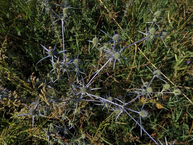 Máčka sivá (Eryngium amethystinum L.)